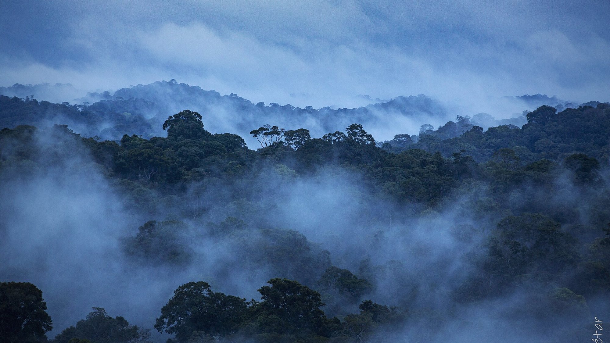 Canopée amazonienne dans la brume au lever du jour