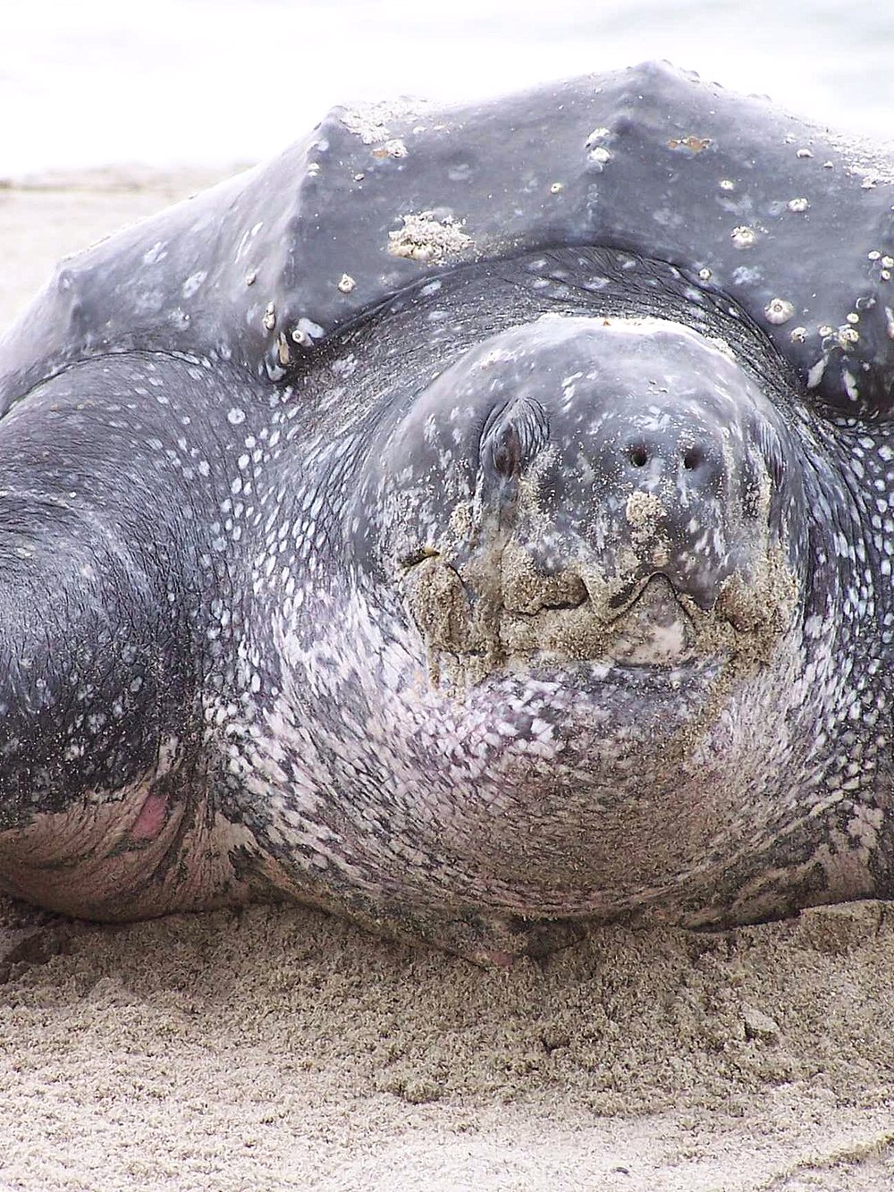 Tortue luth regagnant la mer après la ponte