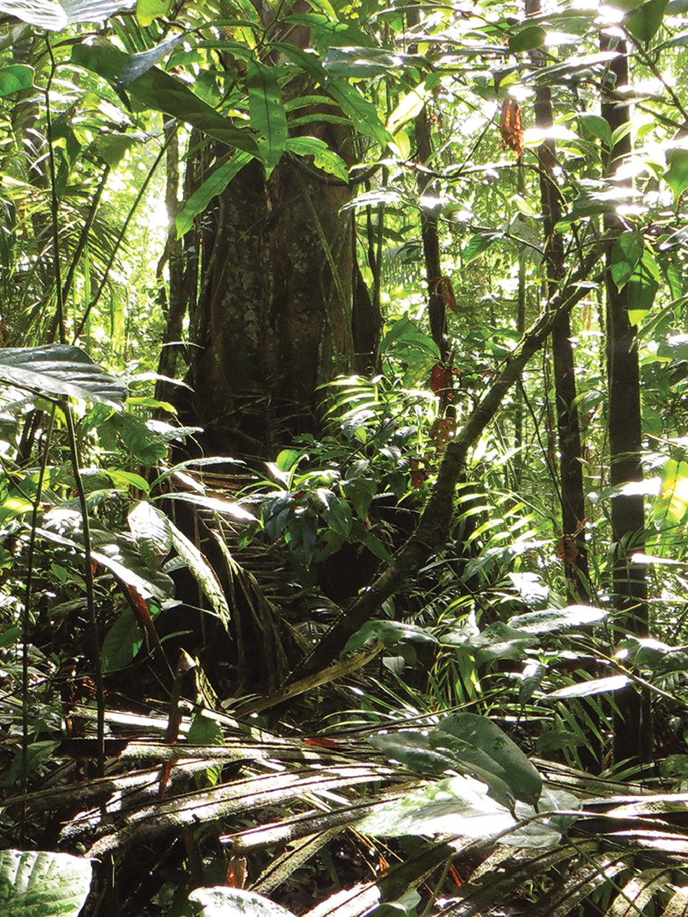 Sous-bois de forêt primaire guyanaise