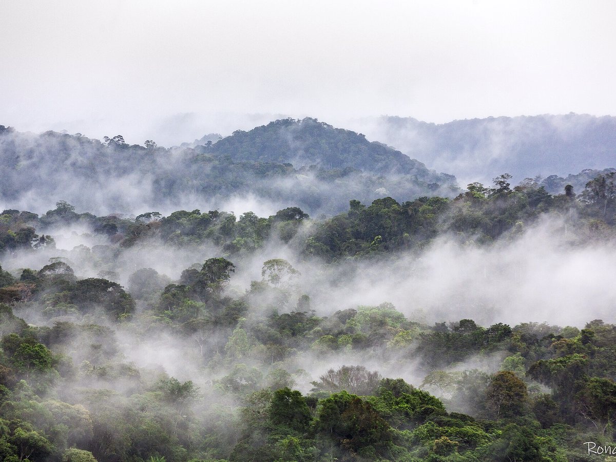 Brume sur la canopée amazonienne