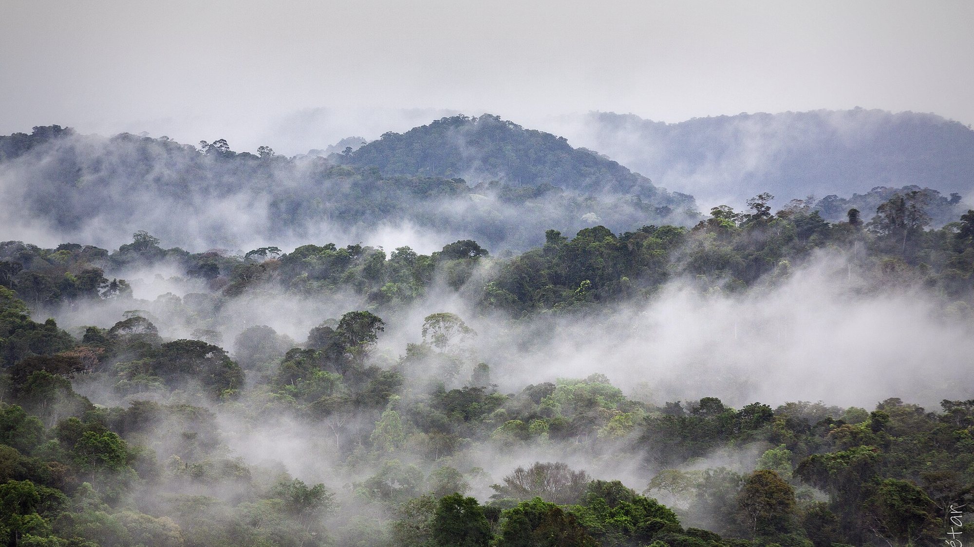 La canopée guyanaise noyée dans la brume au lever du jour