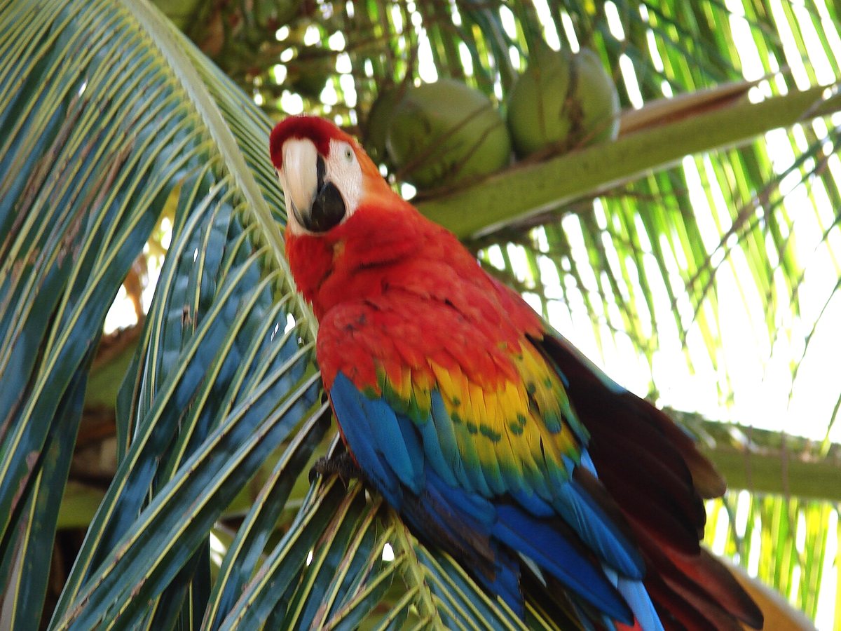 Ara macao dans les palmes