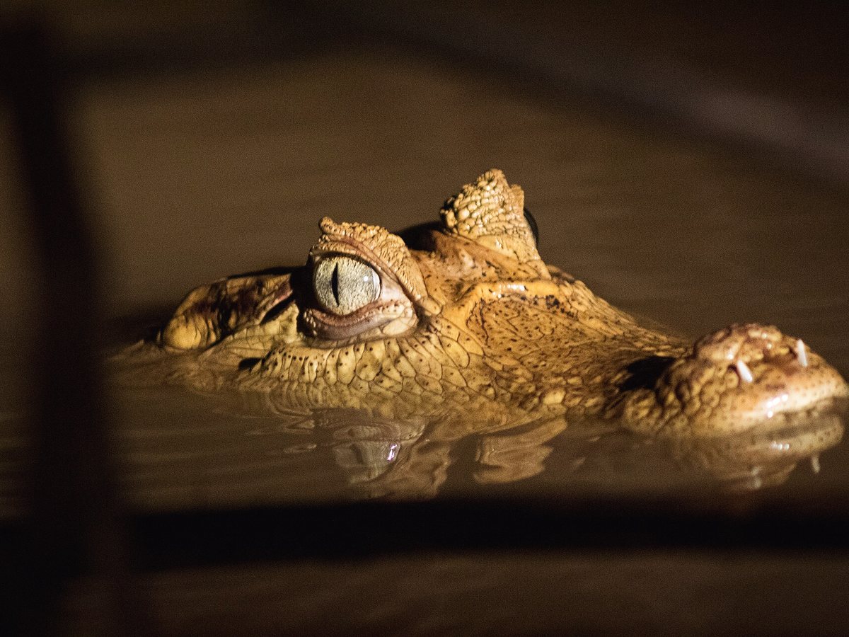 Œil de caïman à la surface de l'eau, la nuit
