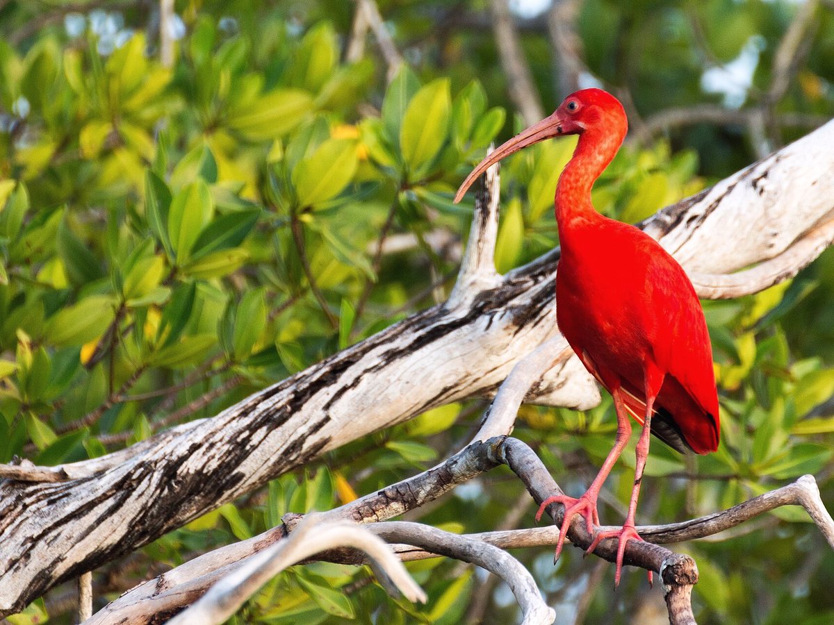 Ibis rouge perché sur une branche de palétuvier