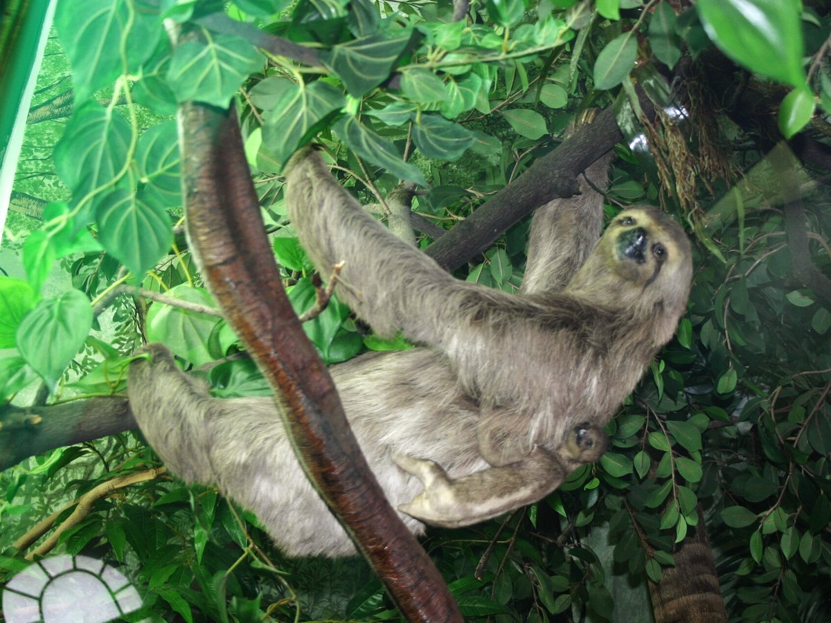 Paresseux à trois doigts suspendu à une branche